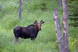 Curious Moose_02928